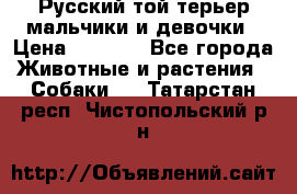 Русский той-терьер мальчики и девочки › Цена ­ 8 000 - Все города Животные и растения » Собаки   . Татарстан респ.,Чистопольский р-н